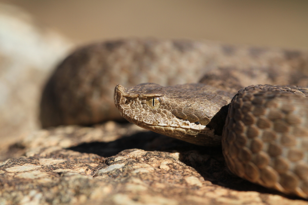 North African Atlas Dwarf Viper
