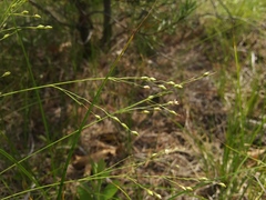 Dichanthelium depauperatum