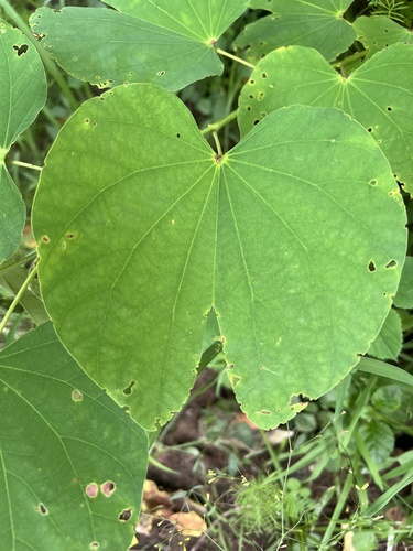 Image of Bauhinia monandra by (c) Алёна Осипова, some rights reserved (CC BY)