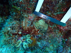 Agaricia humilis