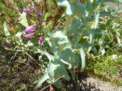 Penstemon spectabilis