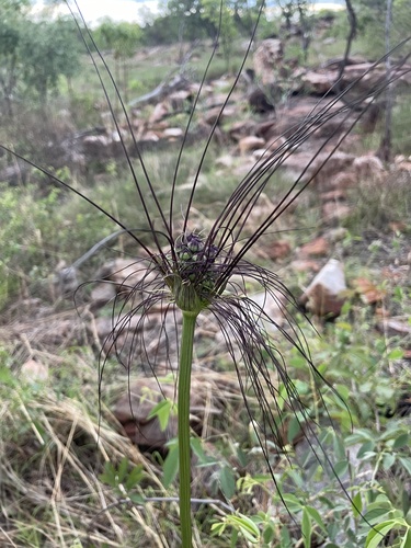 Tacca maculata observed 2024-11-27