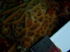 Agaricia humilis