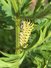 Papilio polyxenes asterius