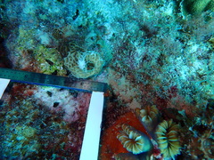 Agaricia humilis