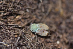 Hoplia coerulea