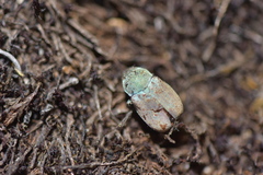 Hoplia coerulea