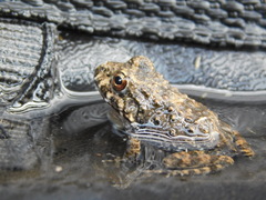 Leptodactylus vastus