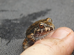 Leptodactylus vastus
