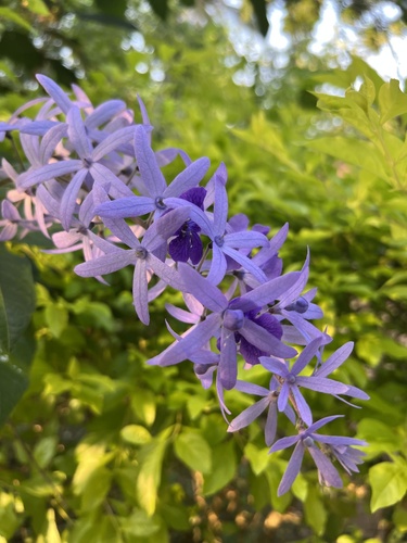Image of Petrea volubilis by (c) Алёна Осипова, some rights reserved (CC BY)