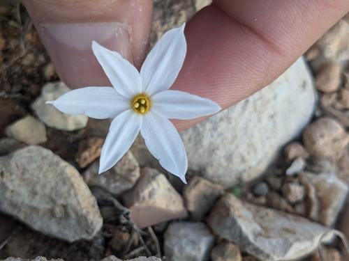 Small Pheasant's Eye (Narcissus deficiens)
