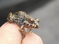 Leptodactylus vastus