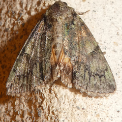 Polyphaenis sericata