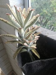 Kalanchoe tomentosa