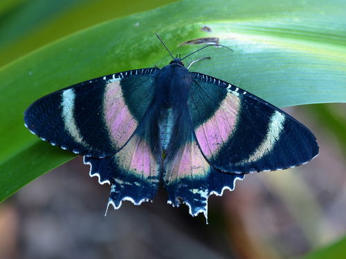 Genus Alcides · iNaturalist