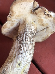 Retiboletus griseus