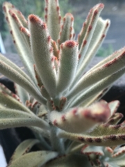 Kalanchoe tomentosa