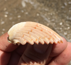 Trachycardium procerum