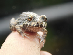 Leptodactylus vastus
