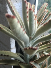 Kalanchoe tomentosa