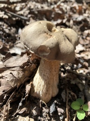 Retiboletus griseus