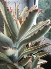 Kalanchoe tomentosa