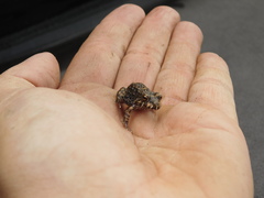 Leptodactylus vastus