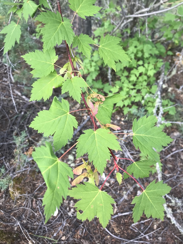 Rocky Mountain Maple From Kootenay National Park Bc Ca On July 18