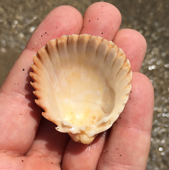 Trachycardium procerum