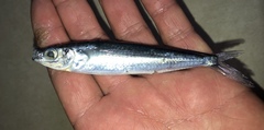 Hirundichthys affinis