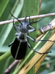 Epicauta cinerea-group