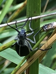 Epicauta cinerea-group