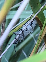 Epicauta cinerea-group