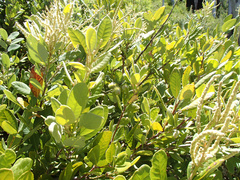 Notholithocarpus densiflorus echinoides