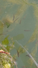 Cymatogaster aggregata