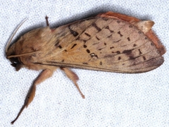 Oxycanus sirpus