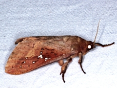 Oxycanus sirpus