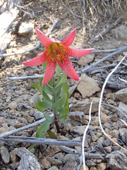 Lilium bolanderi