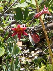 Lilium bolanderi