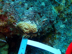 Agaricia humilis