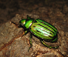 Chrysina gloriosa