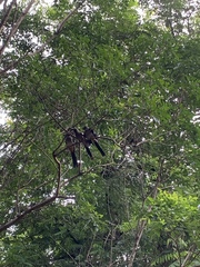 Dendrocitta formosae formosae