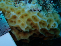 Agaricia humilis
