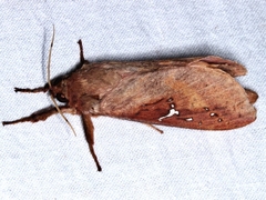 Oxycanus sirpus