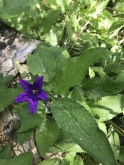 Campanula glomerata