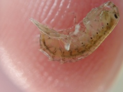 Gammarus mucronatus