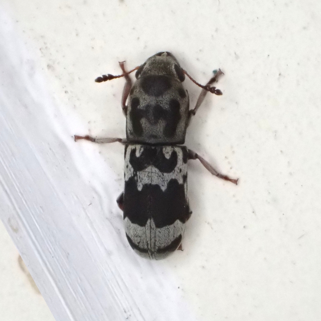 Eugonus ornatus