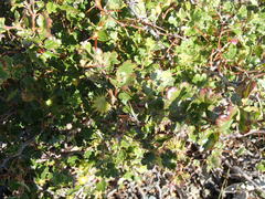 Ribes roezlii