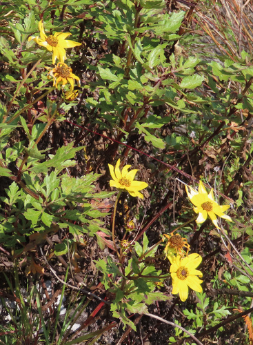 Bidens mannii