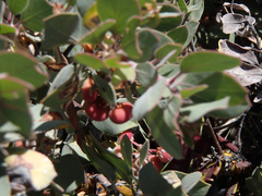 Arctostaphylos canescens